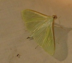 Stemorrhages sericea