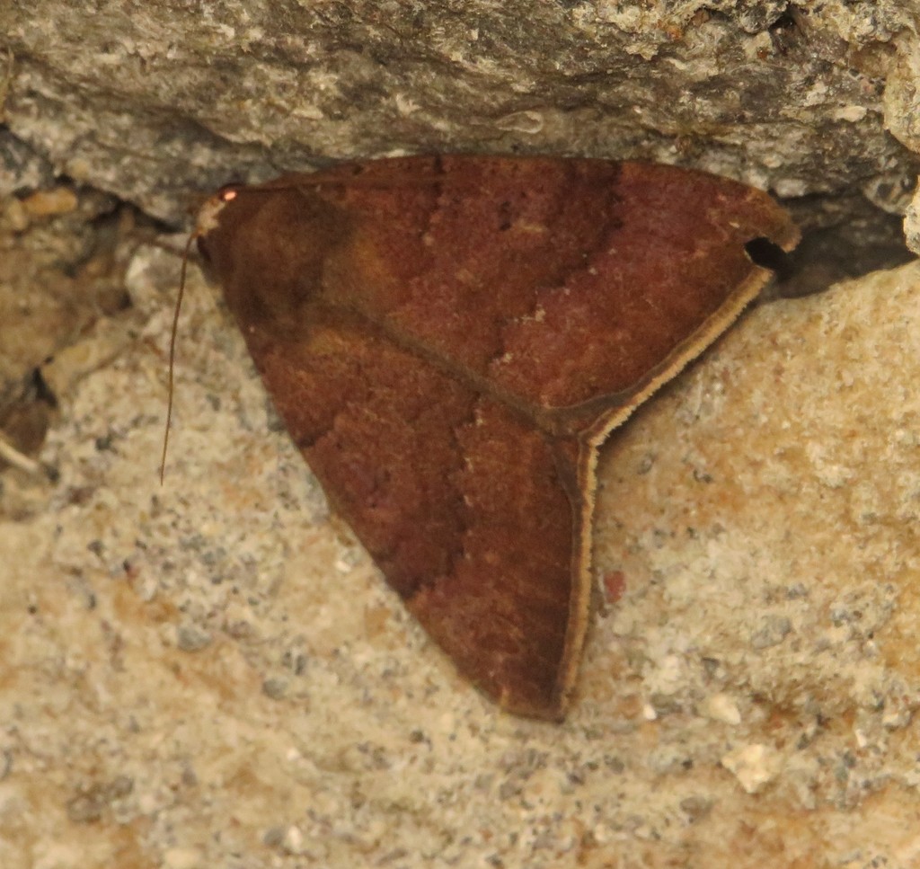 Achaea usitata