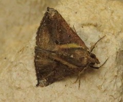 Hypena varialis