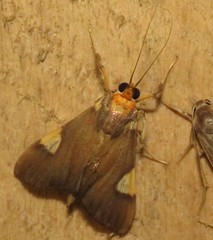 Ulopeza conigeralis