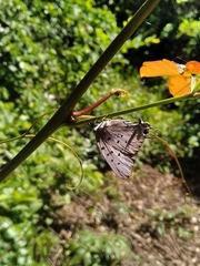 Pseudolycaena marsyas