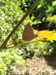 Pseudolycaena marsyas