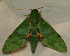 Euchloron megaera serrai