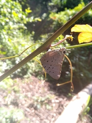 Pseudolycaena marsyas