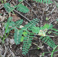 Vicia abbreviata