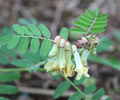 Vicia abbreviata