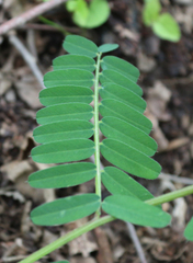 Vicia abbreviata