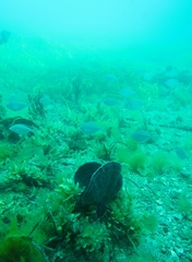 Parequula melbournensis