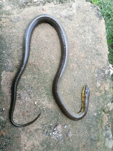 Smith's African Water Snake