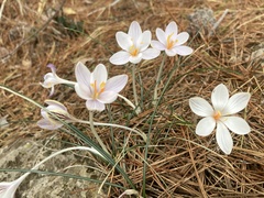 Crocus cambessedesii