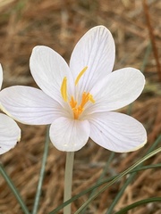 Crocus cambessedesii