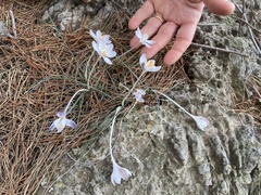 Crocus cambessedesii