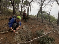Crocus cambessedesii