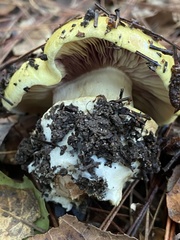Cortinarius xanthodryophilus