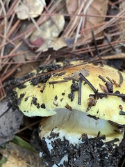 Cortinarius xanthodryophilus
