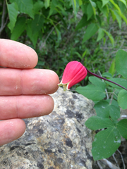Clematis texensis