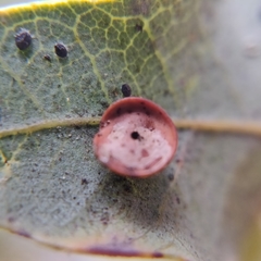 Paracraspis patelloides