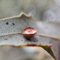 Paracraspis patelloides