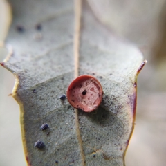 Paracraspis patelloides