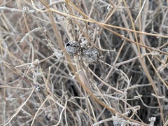 Asphondylia enceliae