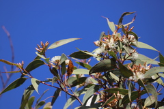 Eucalyptus marginata marginata