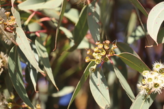 Eucalyptus marginata marginata
