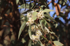 Eucalyptus marginata marginata