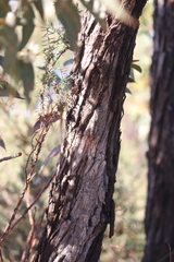 Eucalyptus marginata marginata