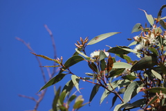 Eucalyptus marginata marginata