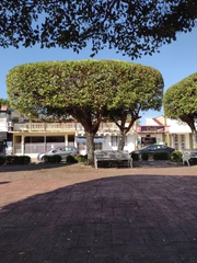 Ficus