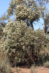 Eucalyptus marginata marginata
