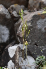 Draba hirta