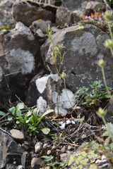 Draba hirta