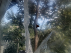 Digrammia colorata