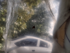 Digrammia colorata