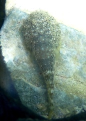 Gobiesox punctulatus