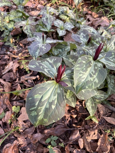 Spotted wakerobin (Trillium maculatum)