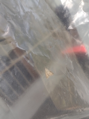 Digrammia colorata