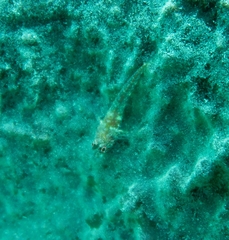Helcogramma decurrens