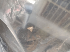 Digrammia colorata
