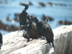 Phalacrocorax neglectus