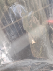 Digrammia colorata