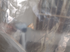 Digrammia colorata