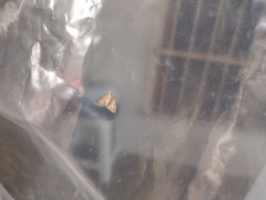 Digrammia colorata