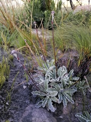 Hermas quercifolia