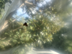 Digrammia colorata
