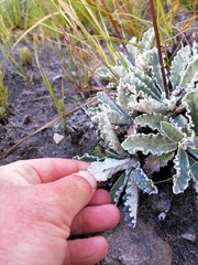 Hermas quercifolia