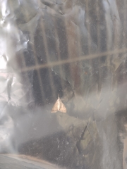 Digrammia colorata