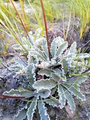 Hermas quercifolia