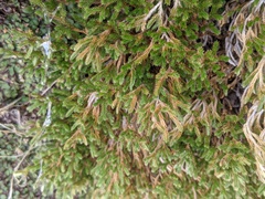 Selaginella eremophila